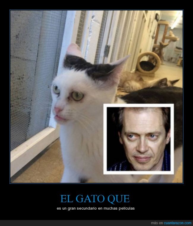 Steve Buscemi,gato,actor,y un pedazo de protagonista en una serie que te cagas